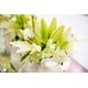 thumbnail image 2 of Lilium Blanco 67 Cms, 2 of 2