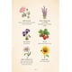 thumbnail image 3 of Magia de las hierbas. Manual de hechizos, amuletos..., 3 of 4