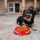 thumbnail image 2 of Plato Comedero Para Perros 26 Cm Acero Inoxidable, 2 of 2