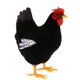 thumbnail image 1 of Figura De Pollo Realista Artificial Jardín Al Aire Libre Decoración Del Hogar Gallina, 1 of 5