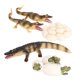 thumbnail image 5 of Ciclo De Vida Del Cocodrilo Naturaleza Insectos Crecimiento Modelo Animal Juguete Natural Para Ni?os, 5 of 5