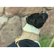 thumbnail image 3 of Nuevo Arnés Mascotas Arena L Dog Republic, 3 of 3