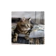 thumbnail image 4 of Cama Mascota Perro Gato Colchon Anti Estres 50x35cm Talla Xs, 4 of 4