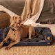 thumbnail image 5 of Cama Pet Dreams M, 5 of 7
