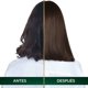 thumbnail image 5 of Coloración Cabello 5.31 Castaño Dorado Cenizo, 5 of 10