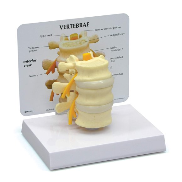 Modelo de vértebras L2 L3 L4 – GPI Anatomicals
