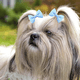 thumbnail image 4 of Lindos lazos para el pelo de perros pequeños, moño pequeño con gomas elásticas, productos para el cuidado de mascotas, lazos para el pelo de mascotas, accesorios para el cabello, 4 of 5