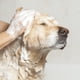 thumbnail image 2 of Set de shampoo para mascotas EfaLyt hipoalergénico 354 ml, 2 of 7