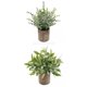 thumbnail image 1 of 2x Planta Suculenta Artificial Falsa Mini Eucalipto Peque?o En Maceta + Hojas, 1 of 4