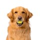 thumbnail image 3 of Juguete para perro Playology, variedad de aromas, tamaño mediano – pack de 3, 3 of 7