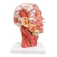 thumbnail image 3 of Cabeza anatómica modelo EVOTECH, media cabeza humana con musculatura, 3 of 8