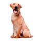 thumbnail image 1 of Animales Perro Patrón Felpa Cojín Cojín Lavable Estilo B, 1 of 5
