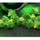 thumbnail image 2 of Switches Mecanicos «diced Fruit» – Kiwi Switch (45+1 Switches), 2 of 3