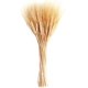 thumbnail image 1 of 100 tallos de trigo secos naturales, gavillas de trigo dorado, tallos de trigo de cosecha de otoño, ramo de trigo para arreglos florales DIY, decoración de mesa de boda, Acción de Gracias, hogar, 1 of 7