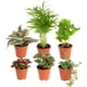 thumbnail image 1 of Mini plantas de interior Live Costa Farms, fáciles de mantener, 10 a 15 cm, 6 unidades, 1 of 9