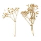 thumbnail image 4 of Hojas prensadas Flores secas naturales Tarjetas Scrapbooking haciendo blanco, 4 of 5