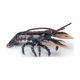 thumbnail image 1 of La figurita Papo Lobster estimula la imaginación y ayuda al aprendizaje, 1 of 7