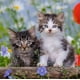 thumbnail image 3 of RAVENSBURGER PUZZLE GATOS - 3X49., 3 of 4