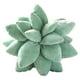 thumbnail image 2 of Cojín Suculentas Cactus Verde Oscuro 25cm, 2 of 3