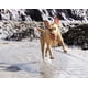 thumbnail image 4 of Set Fetch Ball, Chuckit! Dog Medley, paquete de 3 unidades, tamaño mediano, con Ultra Ball, 4 of 5