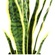 thumbnail image 3 of Planta artificial sansevieria lengua de suegra, 3 of 3