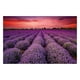 thumbnail image 2 of rompecabezas 1000 piezas hijos adultos bricolaje rompecabezas regalo lavanda campo de flores, 2 of 4