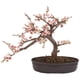 thumbnail image 1 of Bonsái de cerezo casi natural de árbol de seda, color rosa, 38 cm, 1 of 2
