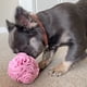 thumbnail image 5 of Juguete para perro Glory To Dog Bola de olfateo rosa para razas pequeñas, 5 of 9