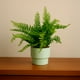 thumbnail image 2 of Planta Artificial Helecho 22x10 cm, 2 of 3