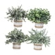 thumbnail image 3 of Plantas Artificiales Bothyi Set 4 Piezas Estilo A, 3 of 5