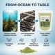 thumbnail image 4 of Polvo de esporas de alga marina K-Herb 100% puro de Wando, Corea 300 g, 4 of 6