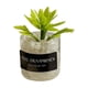 thumbnail image 1 of Mini Juguetes Para Casa De Mu?ecas Modelo De Paisaje Estático Modelado Mini Plantas Artificiales Estilo D, 1 of 5