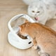 thumbnail image 3 of Comedero Inteligente RFID Sensor con refrigerante Antirobo Gatos, 3 of 8