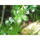 thumbnail image 3 of Suplemento ORGANIC INDIA Shatavri Formula 90 cápsulas, 3 of 3