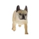thumbnail image 1 of Simulación Mascotas Animal Modelo Figura Juguete Educativo Decoración Para El Hogar 2, 1 of 5