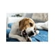 thumbnail image 5 of Huesos Snack Cartílago Masticable para Perro 30 UNIDADES, 5 of 7