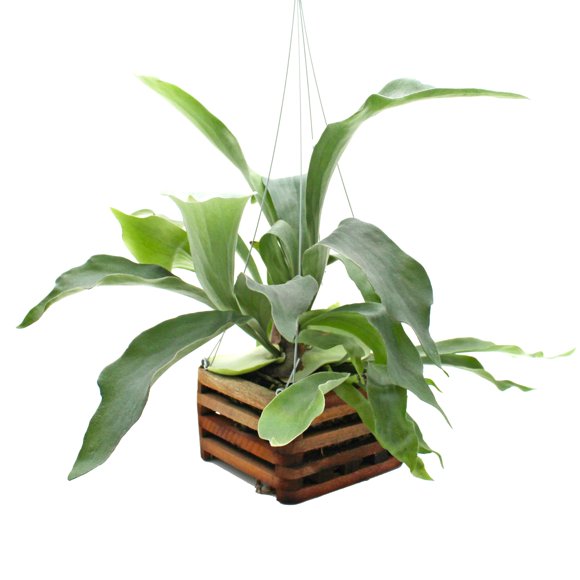 Helecho Cuerno de Ciervo Better-Gro 15 cm Cesta de Madera 20 pulg.