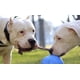 thumbnail image 2 of Juguete para Perros Jolly Pets Romp-n-Roll Cuerda con Pelota 11.5 cm Pequeño, 2 of 5