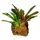 thumbnail image 3 of Musgo sphagnum Besgrow de Nueva Zelanda 1 kg natural, 3 of 6