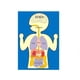 thumbnail image 4 of New Felt Learning Board, Human Body Organ Cognitive Early Education Board Busy Board Children's Early Education Puzzle Toys, 4 of 4