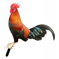 Magideal - Adorno De Estatua De Animal De Gallo Acrílico, Estacas De Jardín, Estatuas De Pie, Artesanías Pastorales, Decoración Para Patio, Patio Trasero, Césped Color B