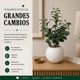 thumbnail image 4 of Planta Artificial Ficus Decorativa Maceta Decoracion Hogar crema, 4 of 9