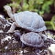 thumbnail image 5 of Estatuine Safari Ltd. Tortoise Baby 14 cm, plástico, modelo 18M+, 5 of 6