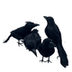 thumbnail image 2 of Pack 4 Cuervos Realista Emplumado Negro Halloween 2025, 2 of 6