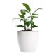 thumbnail image 5 of Macetero Umbra 22 Blanco Set x3 Unidades – Bosco, 5 of 6