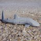 thumbnail image 4 of Figura Safari Ltd., tiburón ballena, 7,25 cm, juguete educativo para mayores de 3 años, 4 of 7