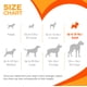 thumbnail image 4 of Juguete masticable Nylabone Dental Dinosaur Puppy Power para cachorros, 4 of 9