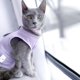 thumbnail image 2 of Traje de recuperación para gatos DOTON, ropa protectora poscirugía, talla M, 2 of 5