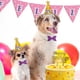 thumbnail image 2 of Set Fiesta de Mascota Color Surtido, 1 Un, 2 of 4