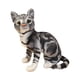 thumbnail image 1 of Lovely Cat Doll Peluche De Juguete Cómodo Doll Soft Para Ni?os Adultos Adolescentes Negro, 1 of 5
